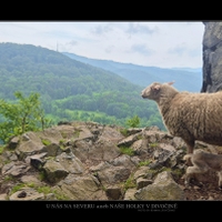 Ovce skalní :-)