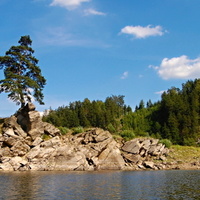 Chudobínská borovice