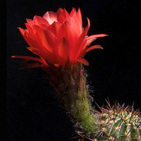 Trichocereus grandiflorus