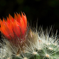 Parodia pemicilata