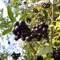  Malý obrazový atlas rostlin: Ptačí zob obecný (Ligustrum vulgare L., 1753)