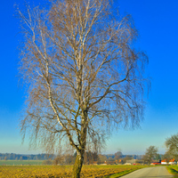 Osamělá břízka 