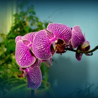 Orchidei