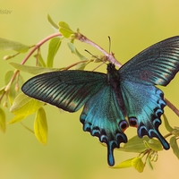 Papilio maackii 