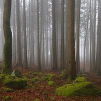o tajemném lese