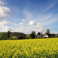 Vysočina u Květnova