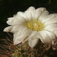 Gymnocalycium bicilor