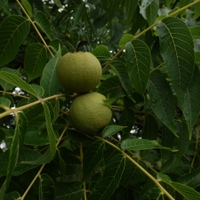 Malý obrazový atlas rostlin: Ořešák černý (Juglans nigra L., 1753)