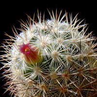 Mammillaria microhelia