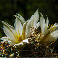 Mammillaria louisae