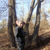 Dědečkův atlas hub - Ucháč obrovský - Gyromitra gigas (Krombh.) Cooke 1878