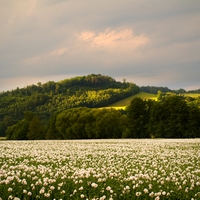 Zapadání