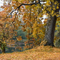 Říjnový koberec