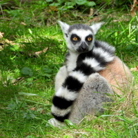 Lemur kata