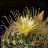 Mammillaria duwei