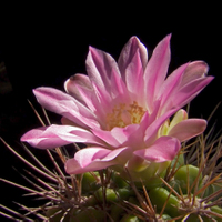 Gymnocalycium horridispinum