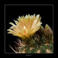 Pyrhocactus horridus