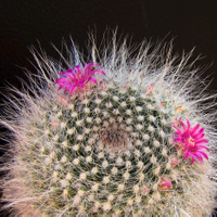 Mammillaria hahniana