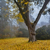 Žlutý koberec