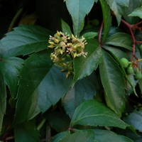 Loubinec pětilistý - Parthenocissus quinquefolia (L.) Planch. 1887