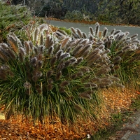  Dochan  ¨s námrazou  (Pennisetum