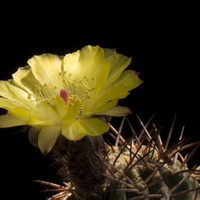 Acanthocalycium catamarcense