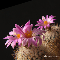 gymnocactus beguinii