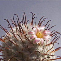 Mammillaria peres de la rosae