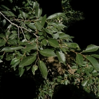 Zelkova pilovitá - Zelkova serrata (Thunb.) Makino, 1903