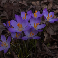 jaro je tu - Krokus