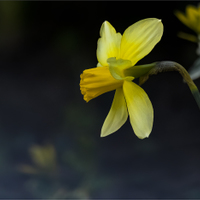 Narcis žlutý.