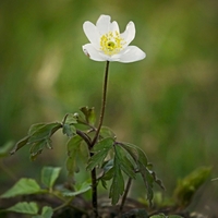 sasanka