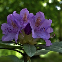 Rododendron, pěnišník modrý......