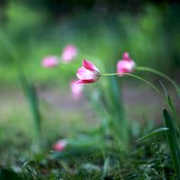 tuliPÁN