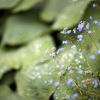 Myosotis sylvatica