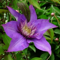 Clematis
