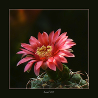 Gymnocalycium carminanthum