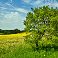 Jarní krajina