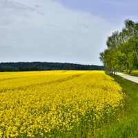 Jarní pole 