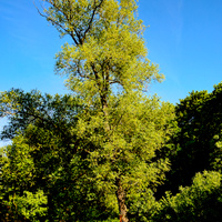Strom samotář 