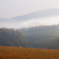 Pastva v mlze