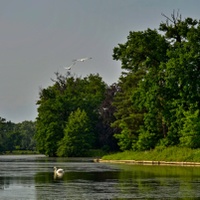 Labutí jezero