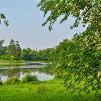 Jasmínová
