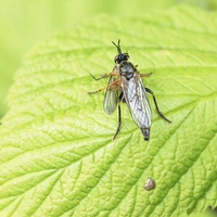 bibionidae....     