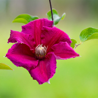 Clematis.