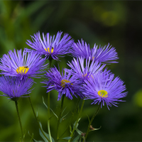Stokesia leavis.