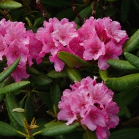 Rododendron