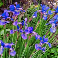 irisy