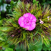 Slzička II