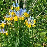 Irisy